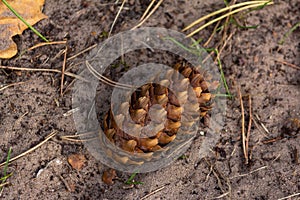 Cone on a sandy forest road