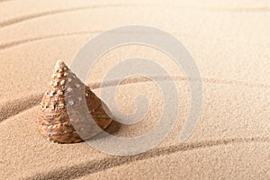 Cone sea shell on sandy beach