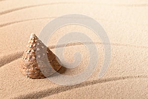 Cono el mar caparazón sobre el arenoso Playa 