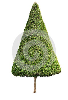 Cone shape trimmed topiary tree isolated on white background for formal and artistic design garden