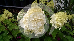 Hydrangea paniculata `Silver Dollar`