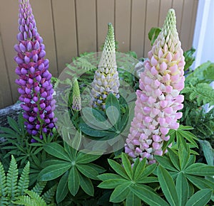 Cone Shaped Flowers photo