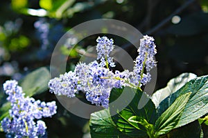 Cone shaped lavender color flowers in the garden surrounded by lush green leaves and branches