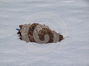 Cone shaped mole mound (molehill) of soil and dirt among white snow surface in winter. European Mole (Talpa