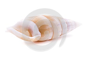 The cone-shaped shell