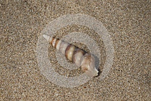 Cone shaped Shell - Paradise Beach - Pondicherry tourism - India holiday destination - beach vacation