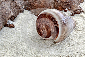 Cone shaped shell