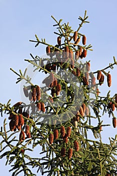 Cone of silver fir tree