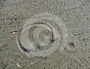 A cone snail leaves a curved track as they move through wet sand at low tide, Departure Bay Beach, Nanaimo, BC, Canada.