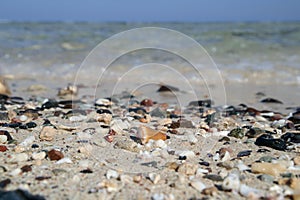 Cone snail and typical, colorful stones washed ashore on a sandy beach.