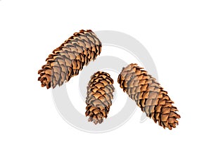 Cone of spruce (fir, pine