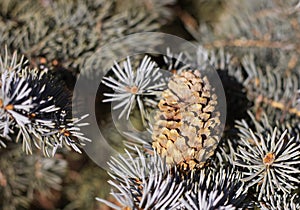 Cone from spruce tree on bed of needles