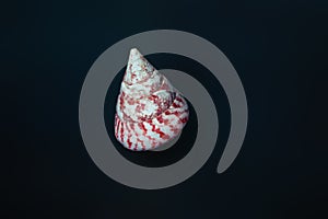 Cone Top shell - Seashell