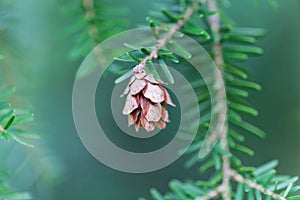 Cone of a western hemlock Tsuga heterophylla photo