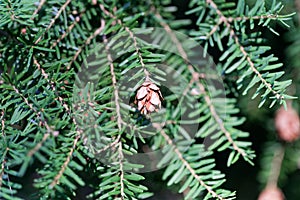 Cone of a western hemlock Tsuga heterophylla photo