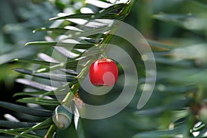 Cone of a Yew
