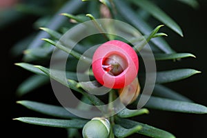 Cone of a Yew