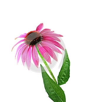 Coneflower