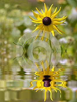 Coneflower above water with reflection