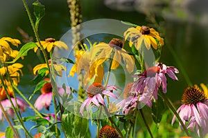 Coneflower Background