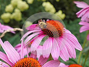 Coneflower being visited by a bumblebee photo