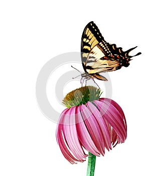Coneflower Butterfly