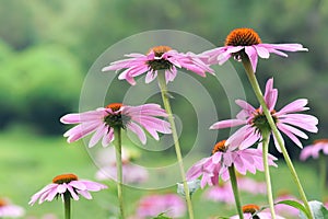 Coneflower