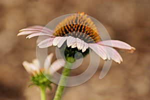 Coneflower