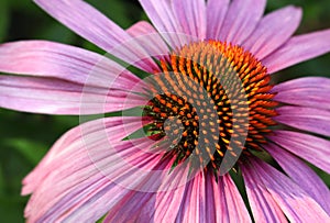 Coneflower closeup