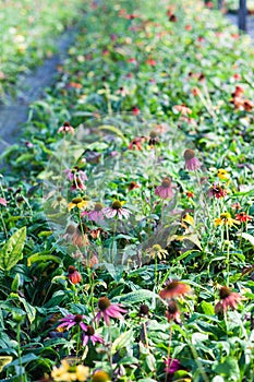 Coneflower colorful single echinacea perrenial plants