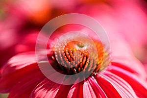 Coneflower cultivar flower head in bloom details