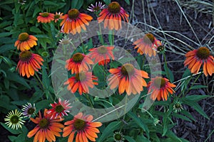 Coneflower echinacea in bloom red and orange flowers in a garden