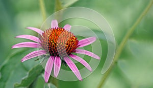 Coneflower. Echinacea purpurea flower in the garden.