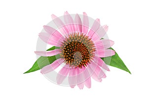 Coneflower or Echinacea purpurea isolated on white background, Top view. Flat lay.