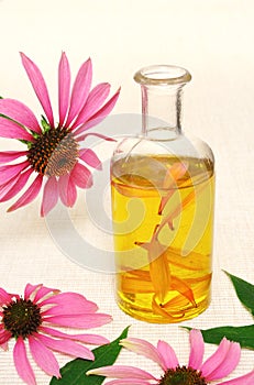 Coneflower essential oil in bottle