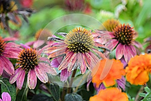 Coneflower flower blooms backgrounds