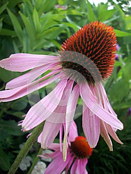 Coneflower