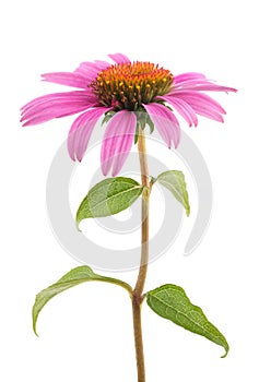 Coneflower