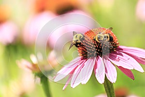 Coneflower Macro With Bumblebees Springfield IL photo