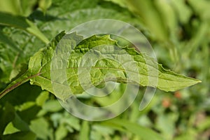 Coneflower Now Cheesier