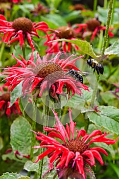 Coneflower red