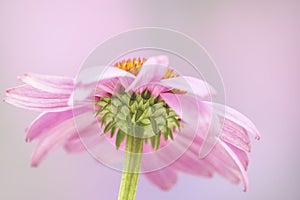 Coneflower Underside Perspective