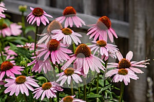 Coneflowers