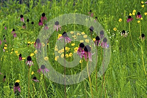 Coneflowers and Coreopsis  39529