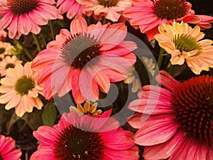 coneflowers (Echinacea) in pink   red  orange and yellow color.