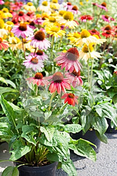 Coneflowers echinacea in a variety of colors insect friendly long flowering perennials ideal bee friendly and alternative medicine