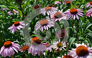 Coneflowers