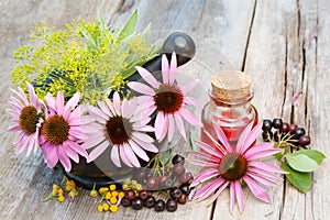 Coneflowers in mortar and vial with essentia oil in garden