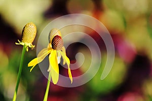 Coneflowers with a purple and green backgound