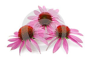 Coneflowers